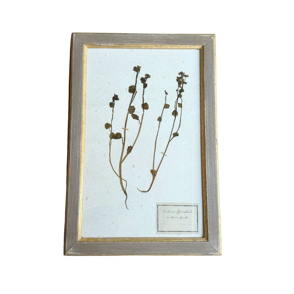 Vintage Botanical II