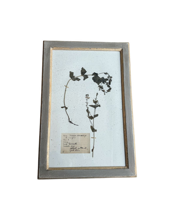 Vintage Botanical IV