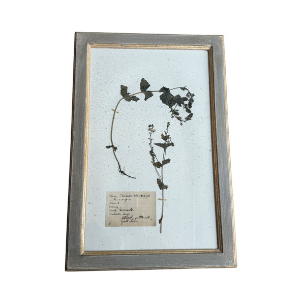 Vintage Botanical IV