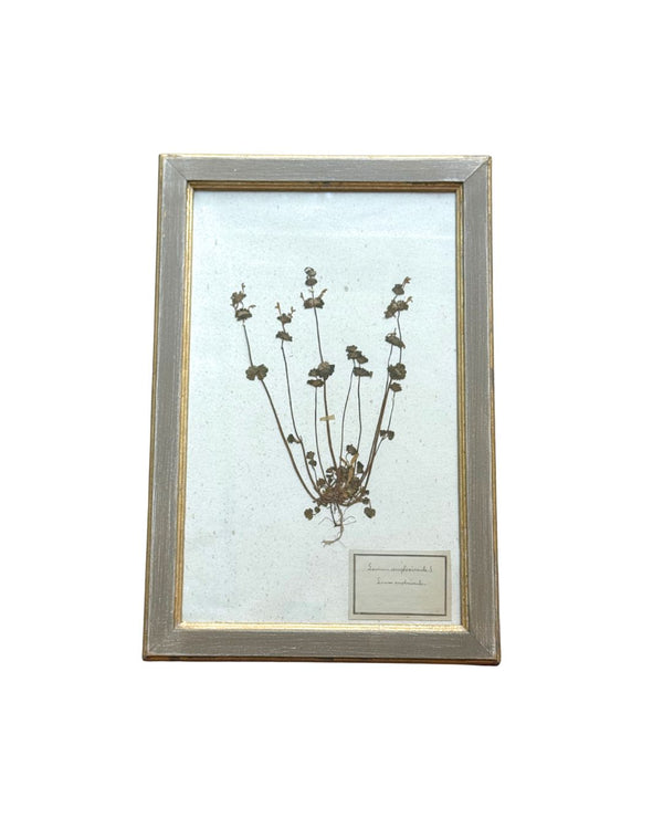 Vintage Botanical IX