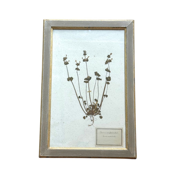 Vintage Botanical IX