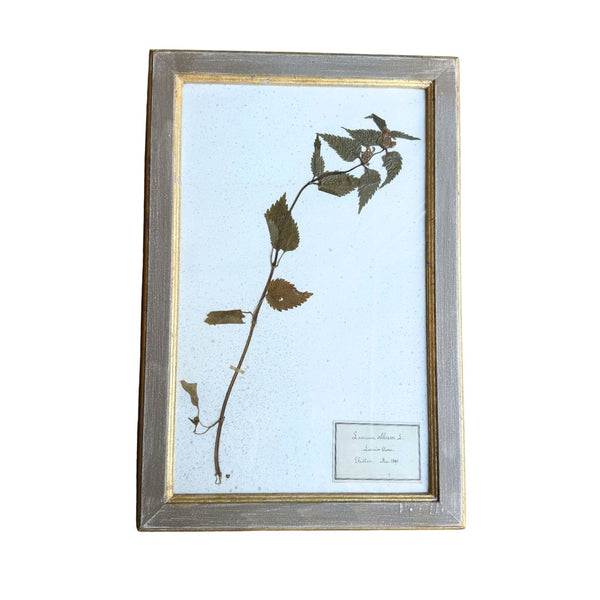 Vintage Botanical I
