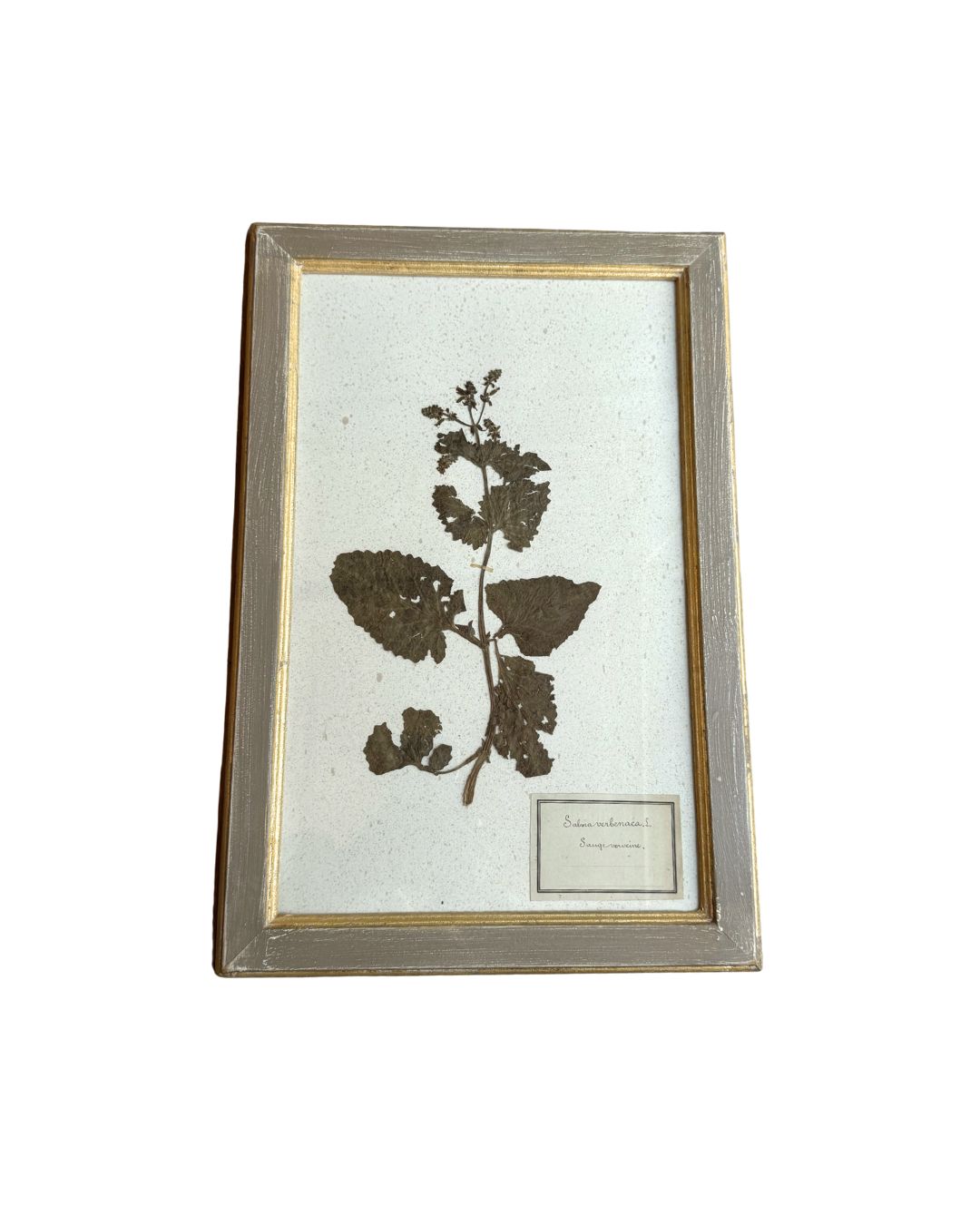 Vintage Botanical V
