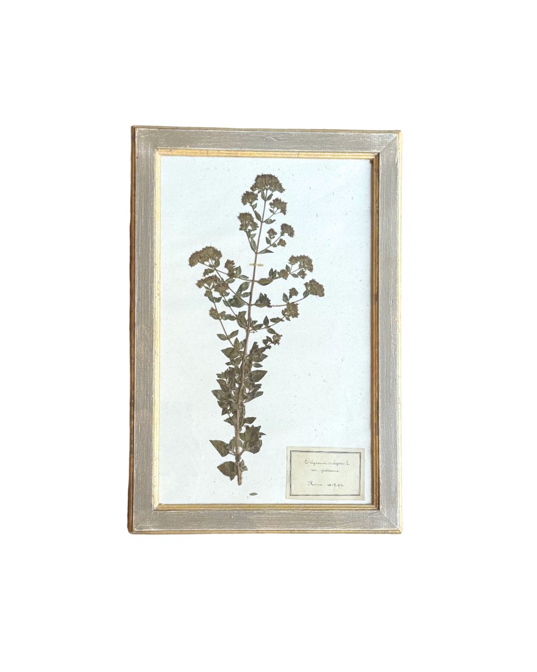 Vintage Botanical VII