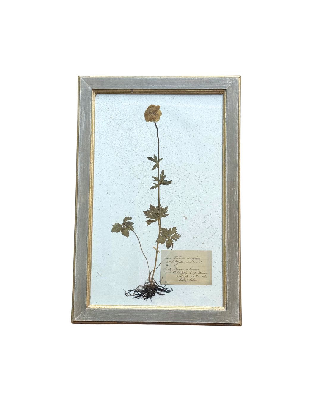Vintage Botanical VIII