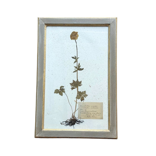 Vintage Botanical VIII