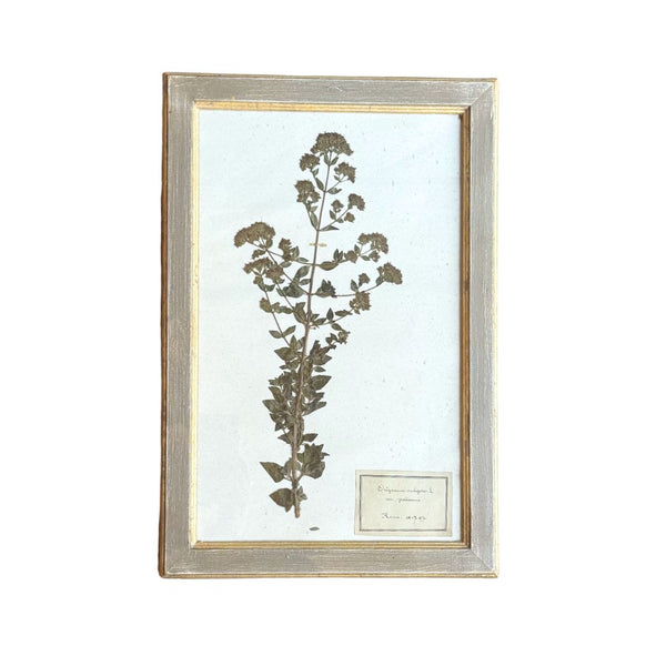 Vintage Botanical VII