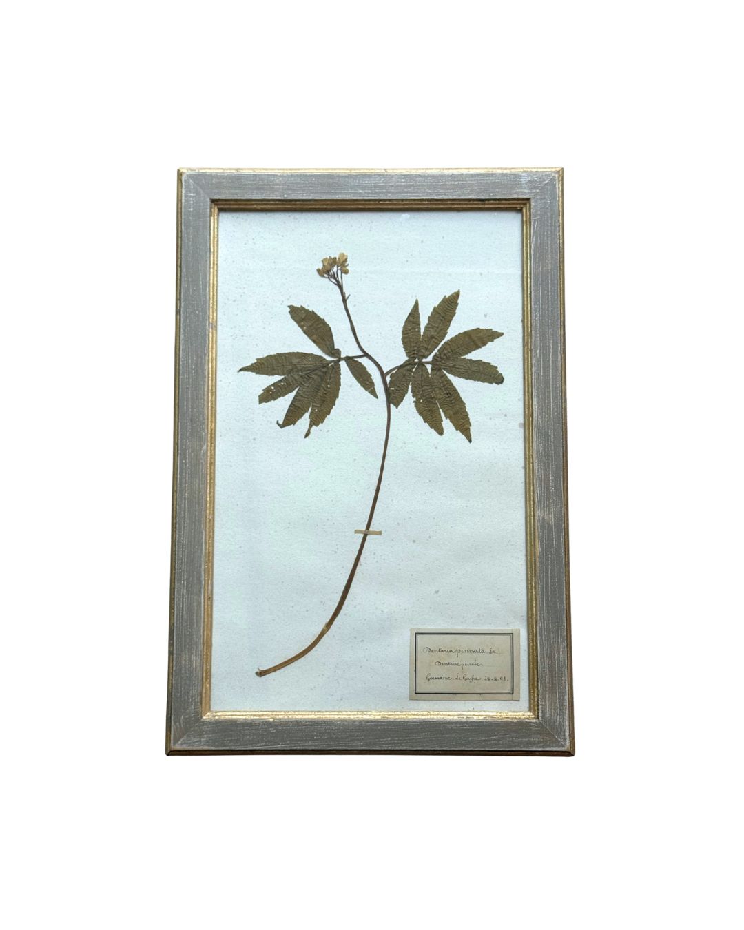 Vintage Botanical X