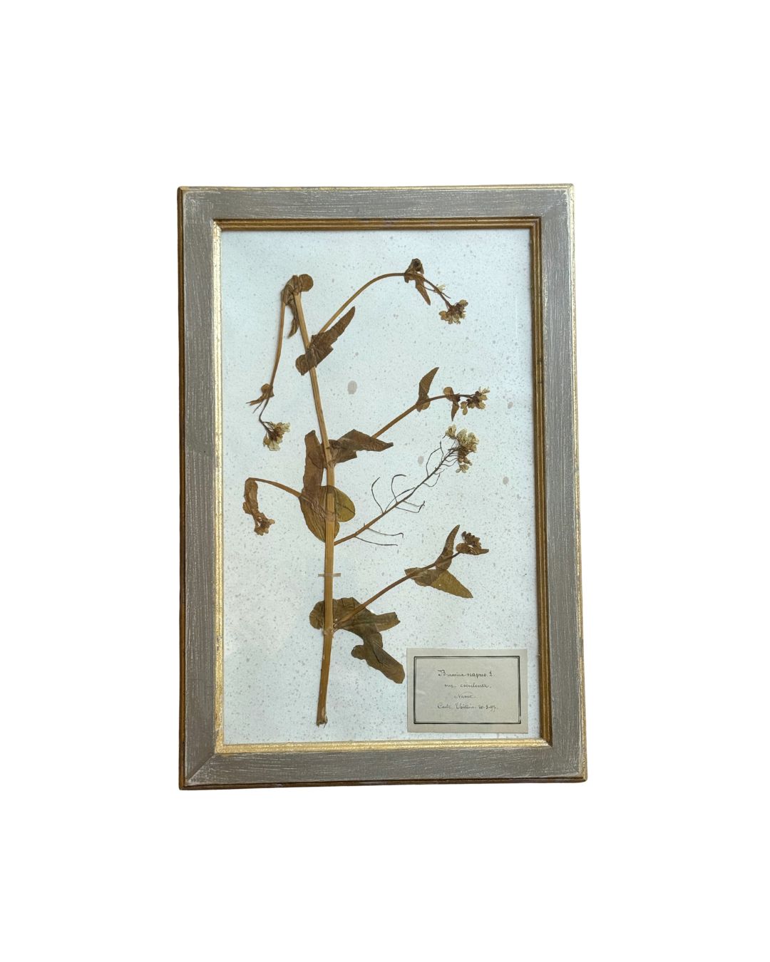 Vintage Botanical XI