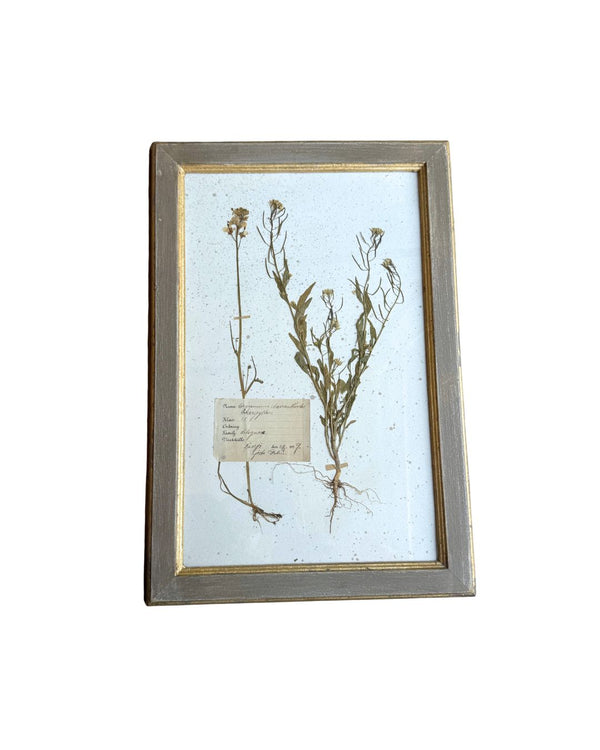 Vintage Botanical XII