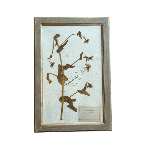 Vintage Botanical XI