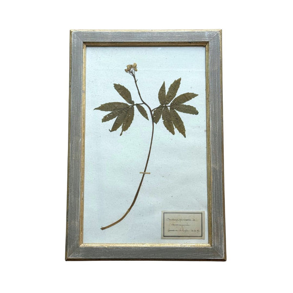 Vintage Botanical X