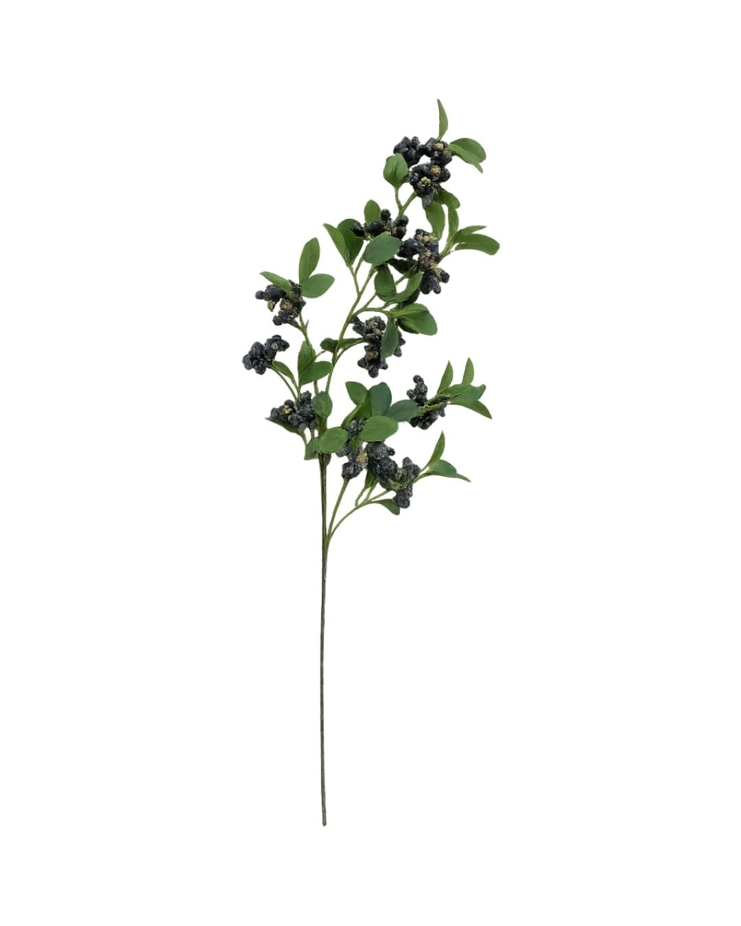 Winterberry Stem