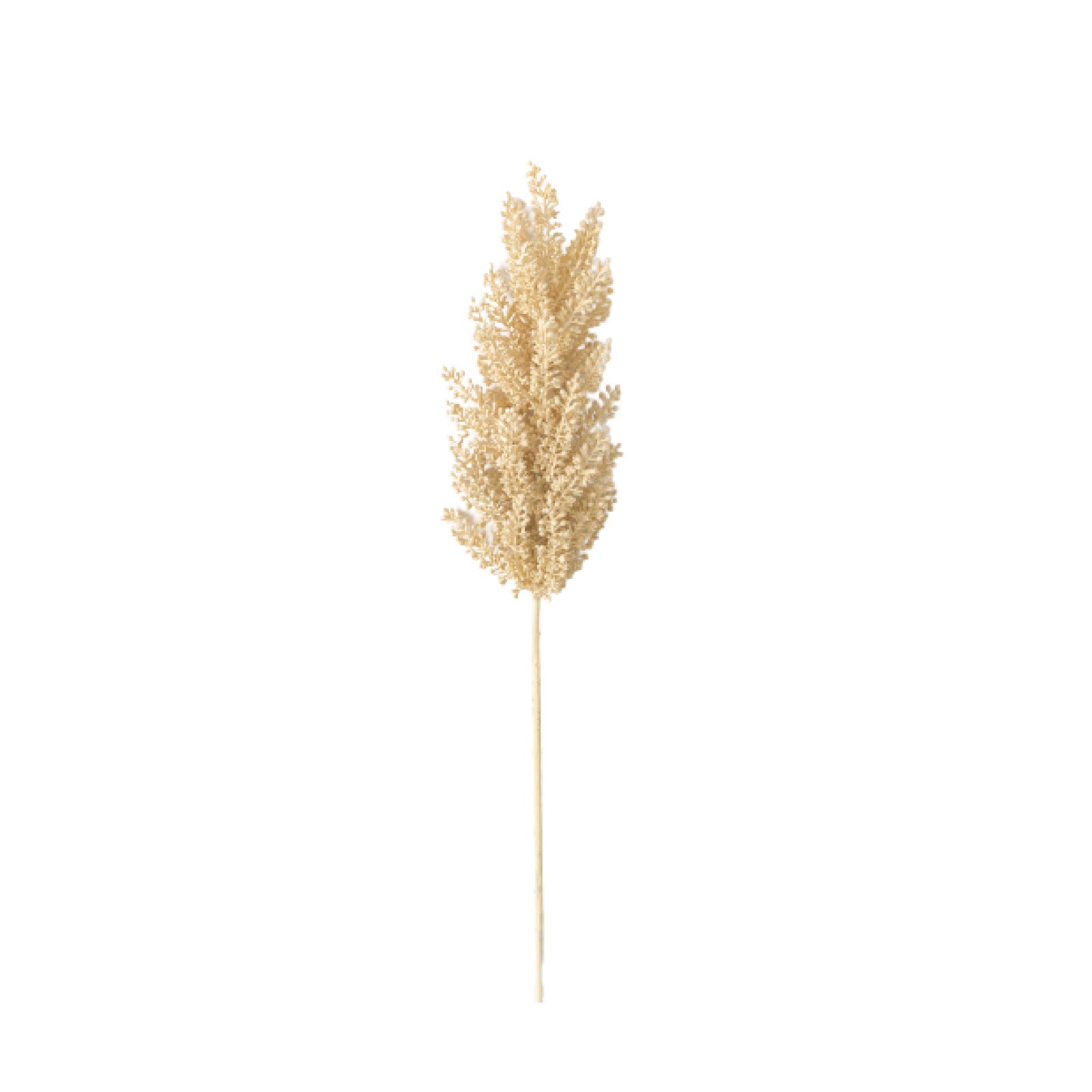 Astilbe Stem