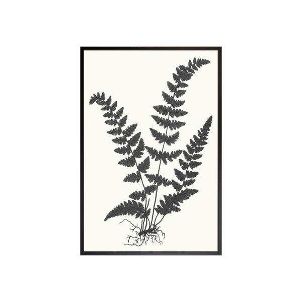 Black and Natural Fern Print I