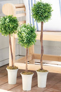 Boxwood Topiaries