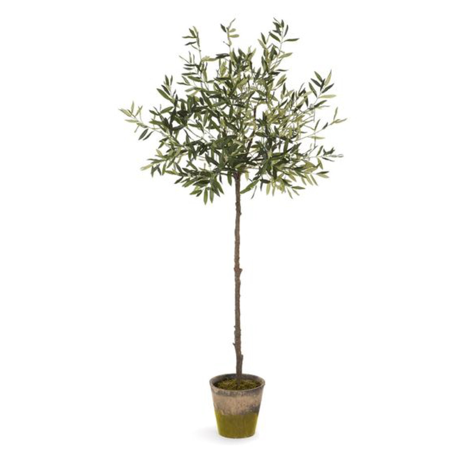 Potted Olive Tree