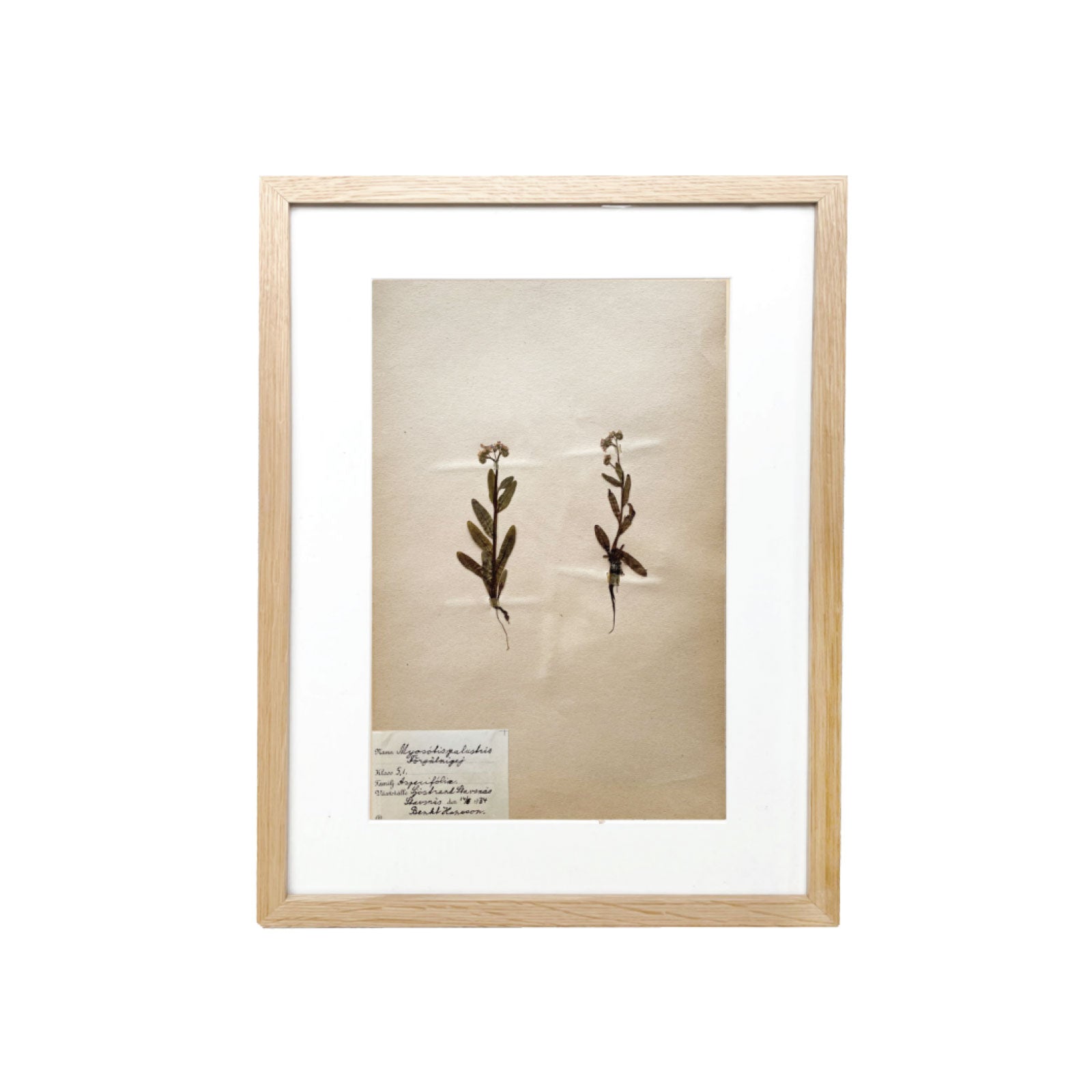 Framed Vintage Botanical XIII