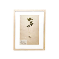 Framed Vintage Botanical XXV