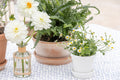 Terracotta Scalloped Edge Pot