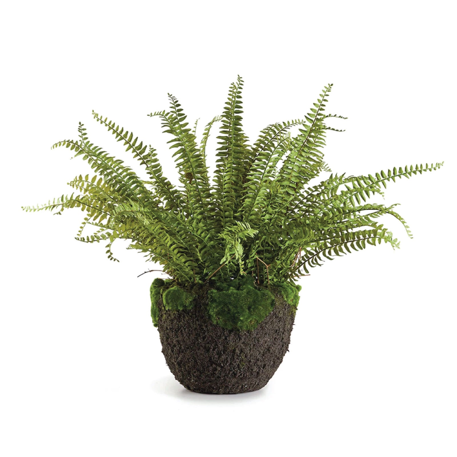 Large Boston Fern