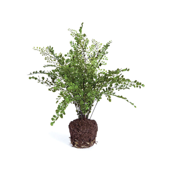 Maiden Fern Plant - Medium