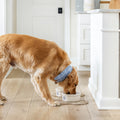 Classic Dog Bowl in Ivory