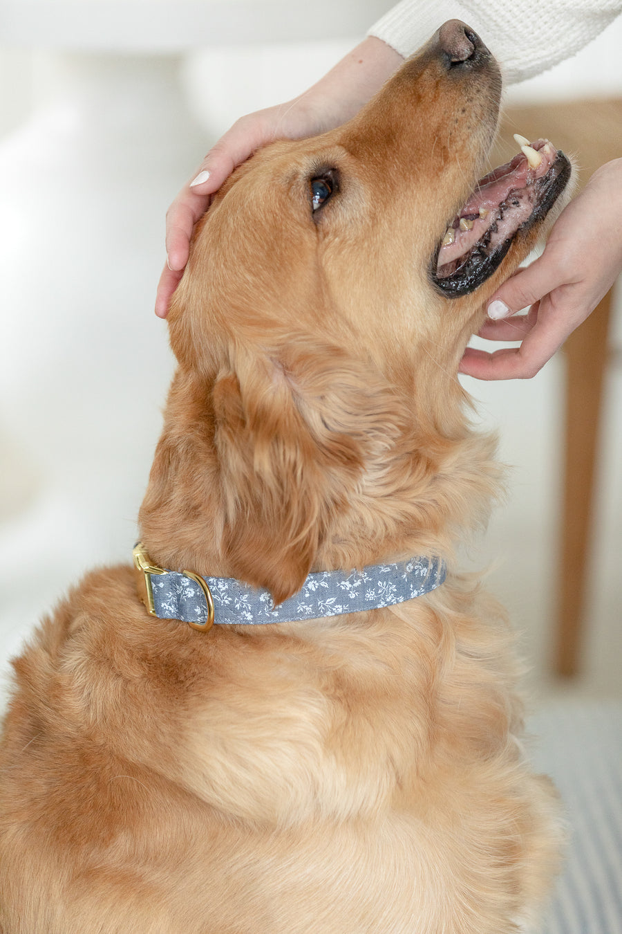 Floral Dog Collar in Chambray