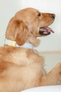 Stripe Dog Collar in Dusty Blue and White