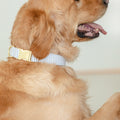 Stripe Dog Collar in Dusty Blue and White
