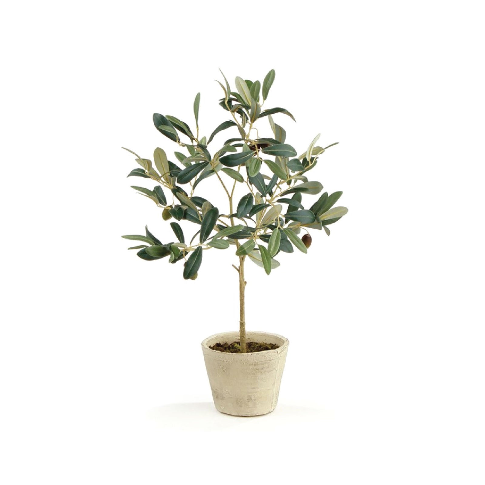 potted olive tree plant Petite Potted Olive Tree