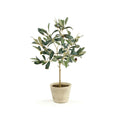 Petite Potted Olive Tree