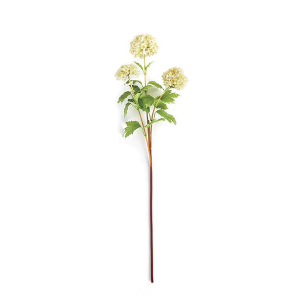 Spring Viburnum Stem