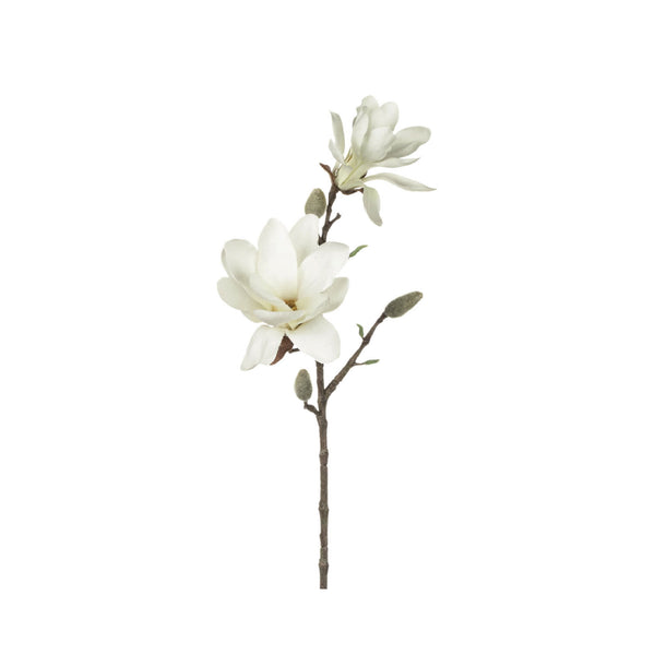 White Magnolia Stem