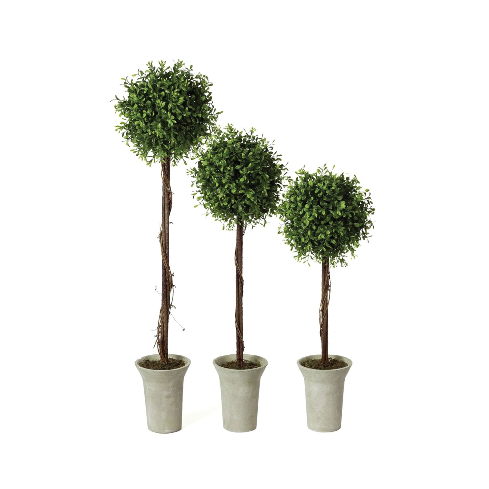 Boxwood Topiaries